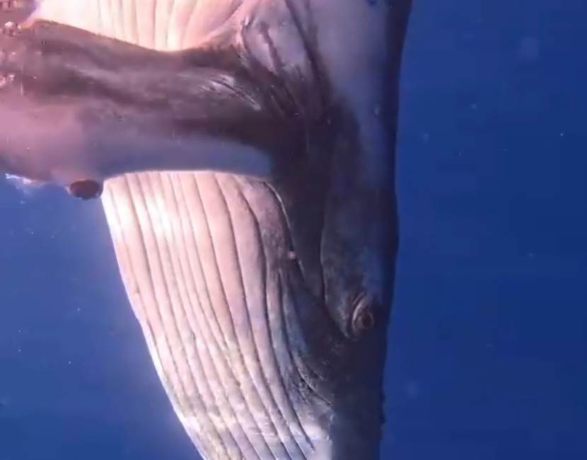 VideoCapture_20251030-172605