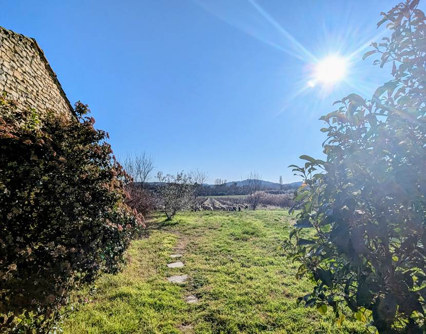 Les moutons dans les vignes