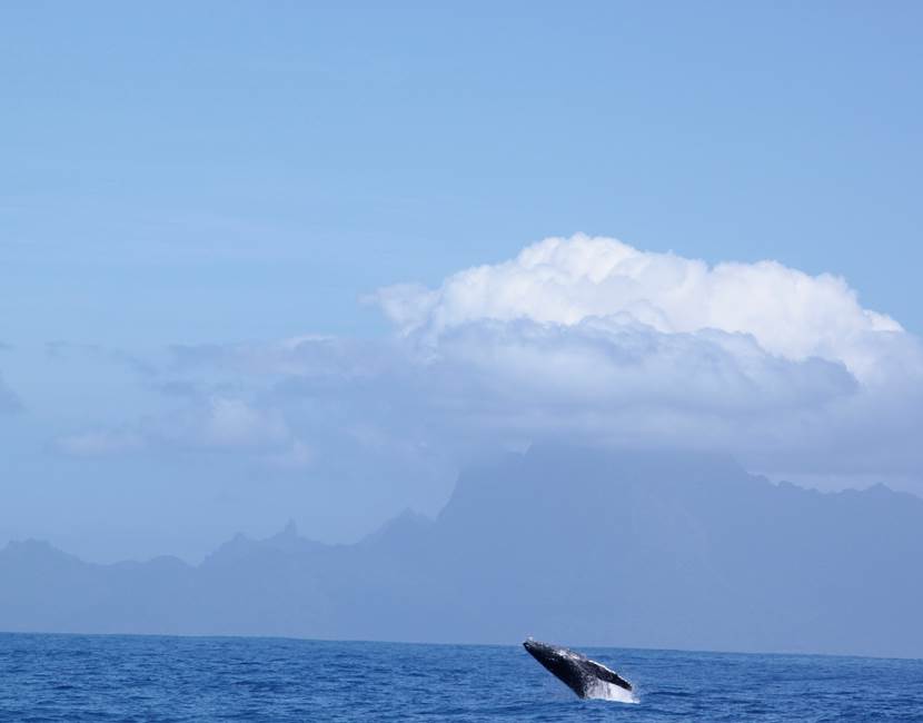 Eloa Tahiti Ocean Tour - Whale, Snorkeling & Sunset