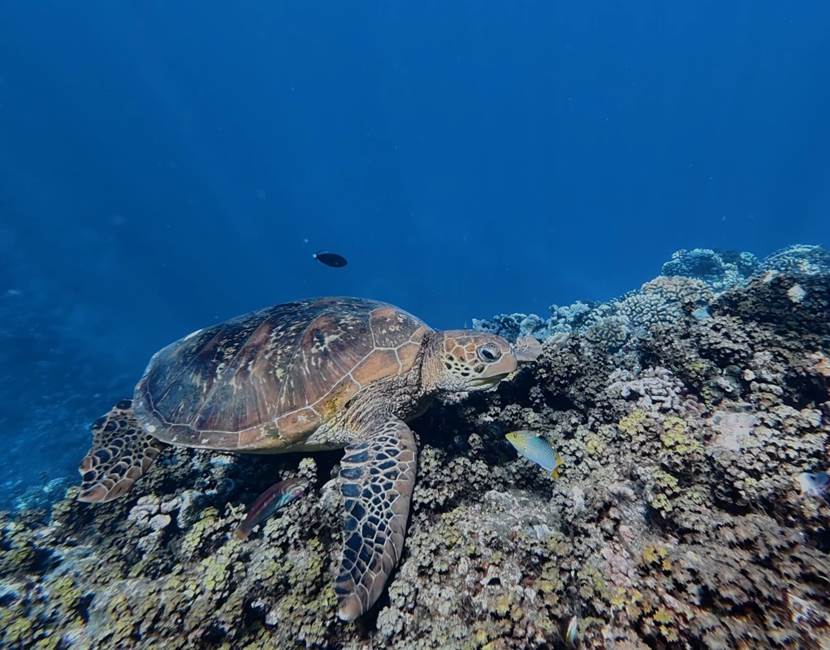 TORTUE DE LA SOURCE