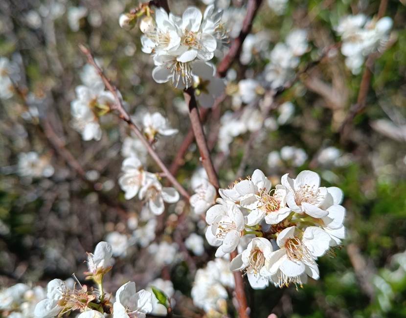 FLEUR-min