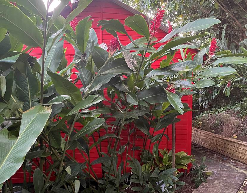 bungalow cocotier au milieu du jardin tropical