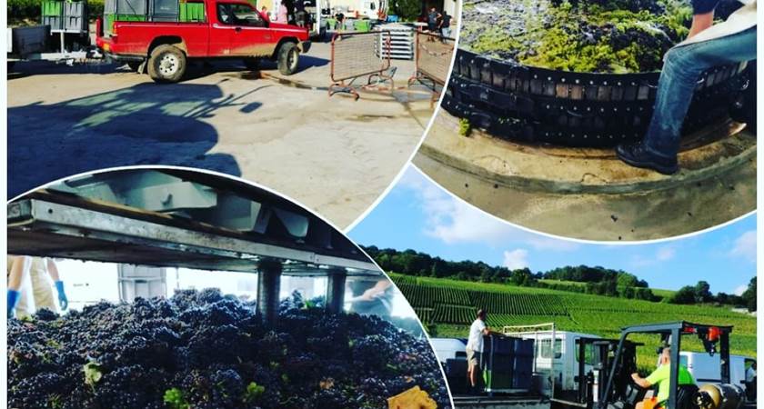 divers vendanges
