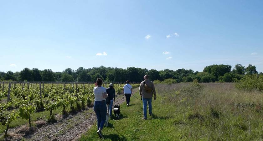 vignes