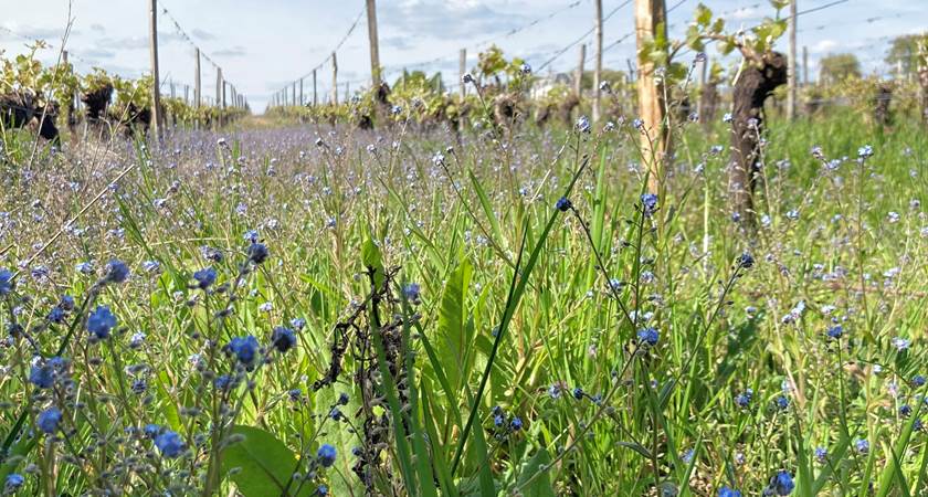 balade dans les vignes