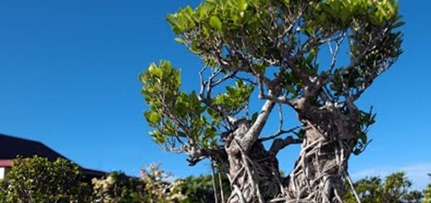 bonzai aux makes