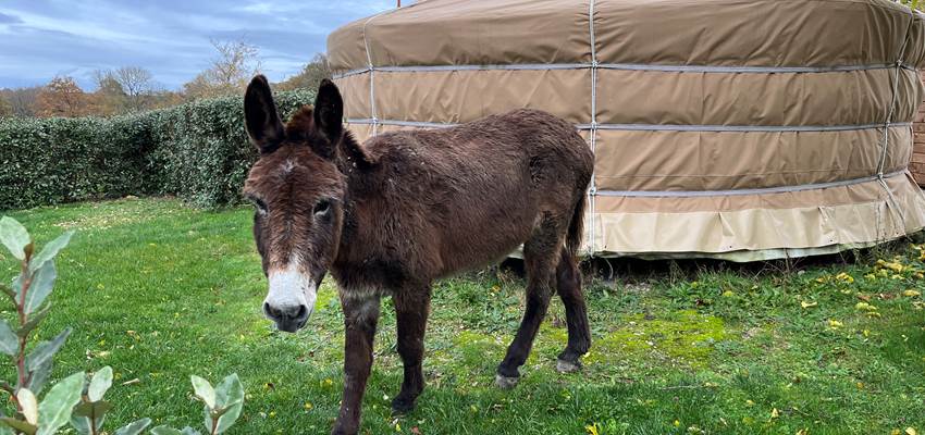 Gaspard écopaturage