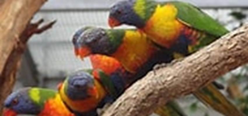 La volière de Biotropica