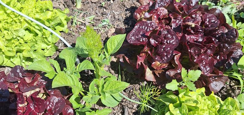 potager bio, Saint Rémy de Provence, Mas des Figues, circuit court, parc Régional des Alpilles, salades