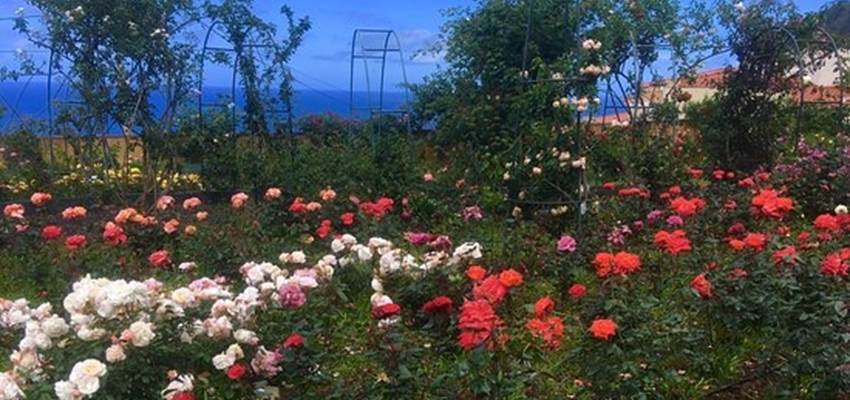 Roseraie de Arco de Sao Jorge