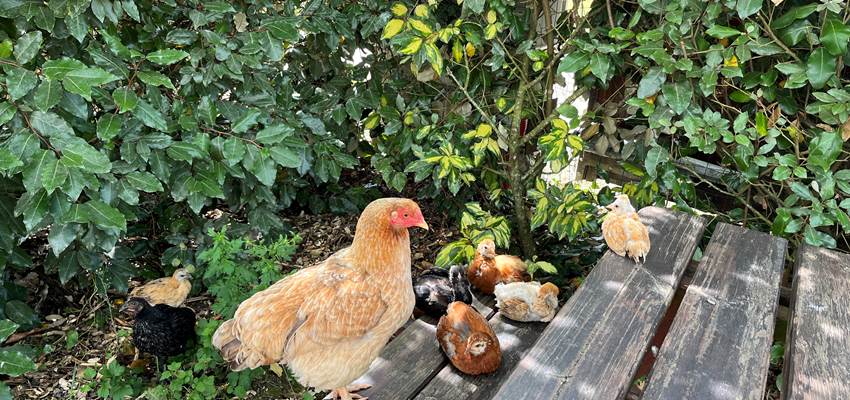 Poule et ses poussins