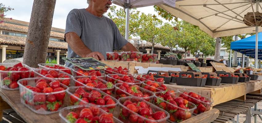 Les belles fraises de saison au marché de Tonneins