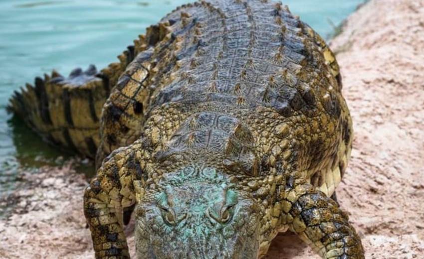 croco 9