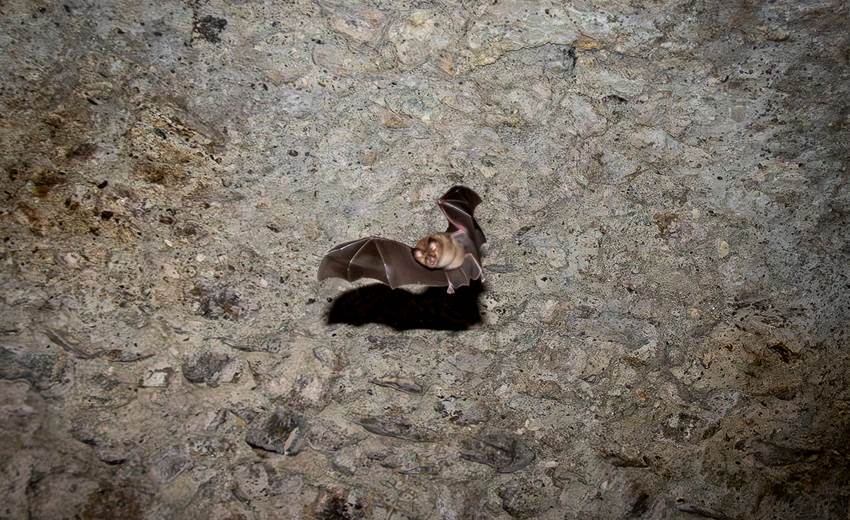 Chauves-souris-vole@PierreLeygonie