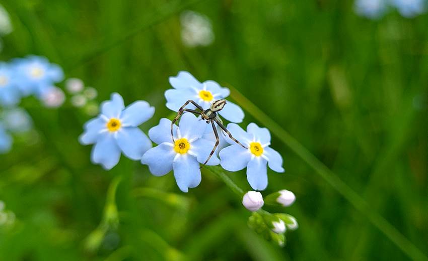 Myosotis et Thomise