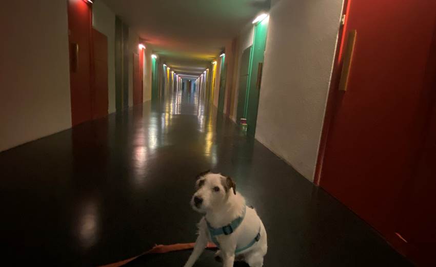 chien dans la 1ere rue
