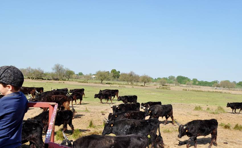 Au milieu des taureaux