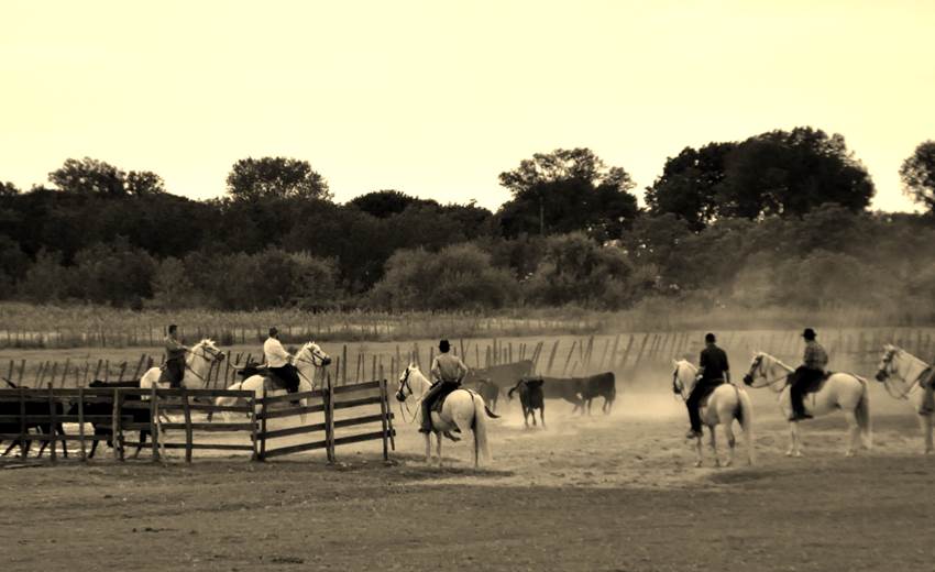 Tri de taureaux
