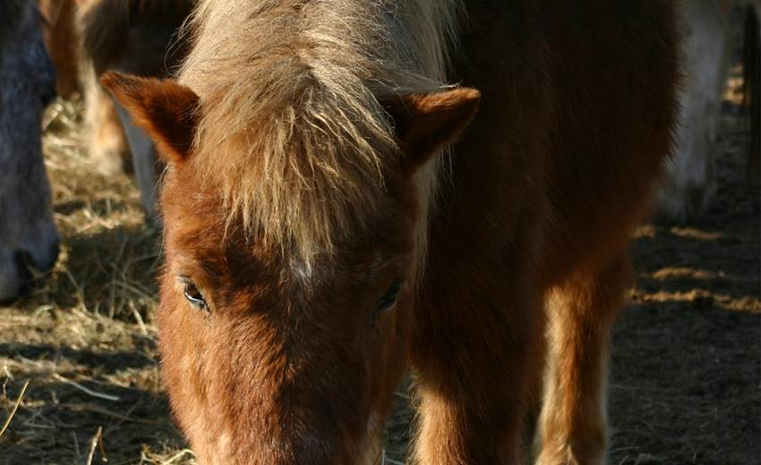 Découverte poney