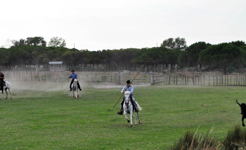 Coursejade
