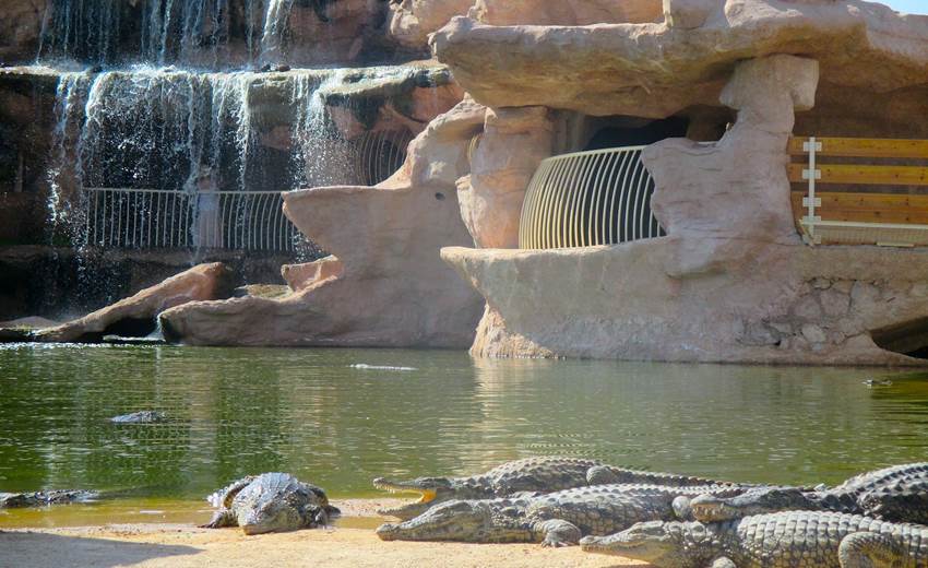 croco 6