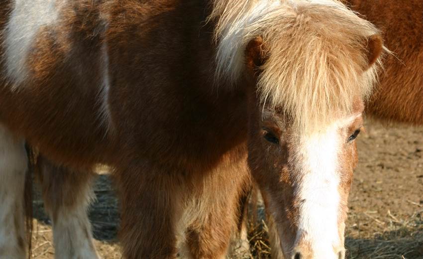 Découverte poney