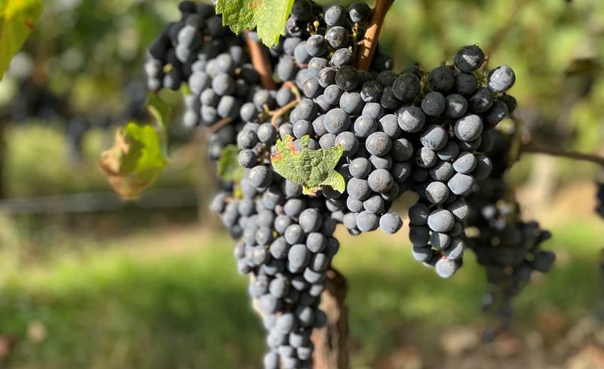 chateau-cruzeau-saint-emilion-grand-cru.jpg