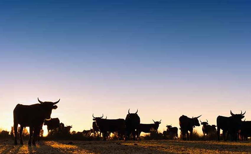 Soirée Camarguaise
