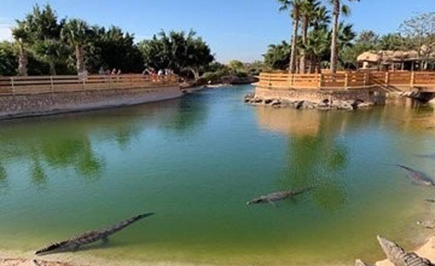 croco 1