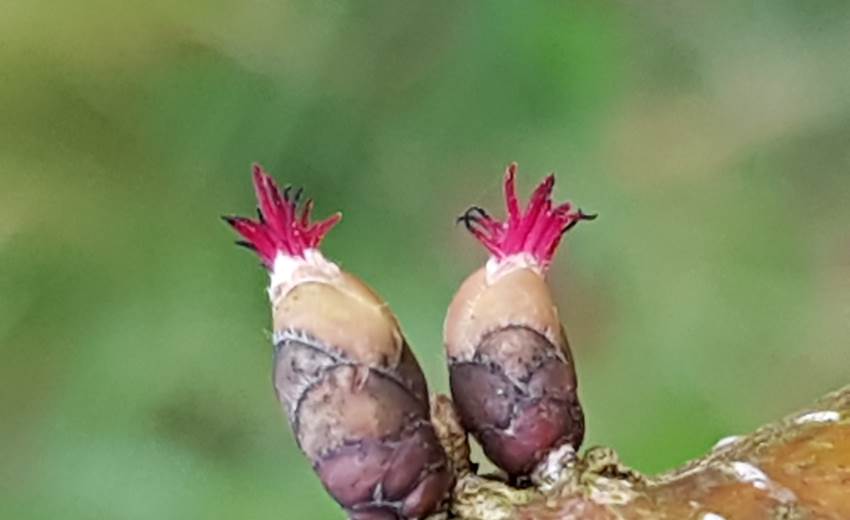 Flores femeninas del avellano