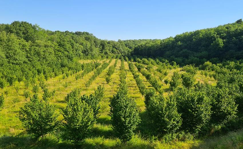 El huerto de avellanos ecológico
