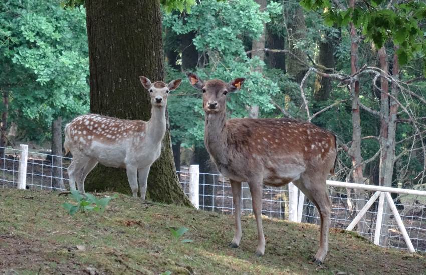 Parc à gibier-photo-page