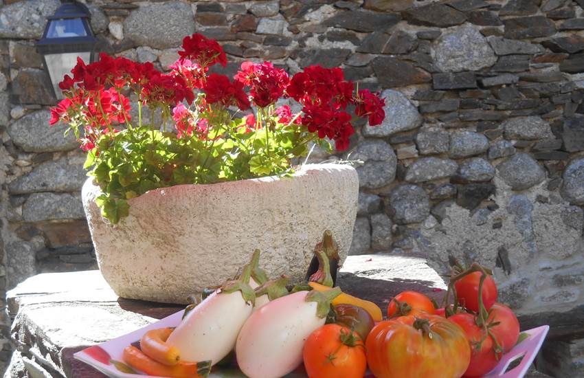 Légumes du jardin-photo-page