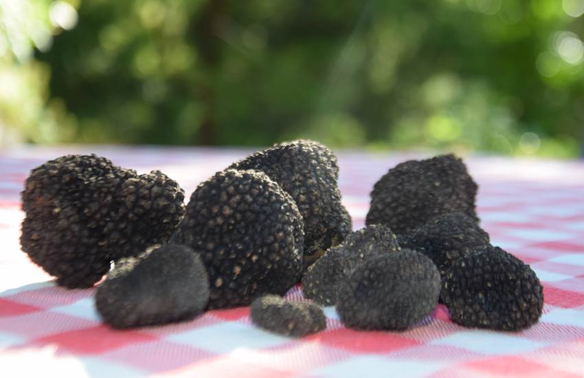 Un produit phare du Lot : la truffe-photo-page