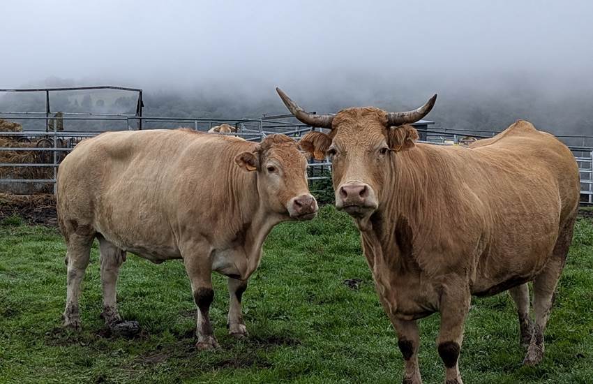 vaches-segala-saisonnee-elevage-nature-proximite-centres-aveyron.jpg-photo-page