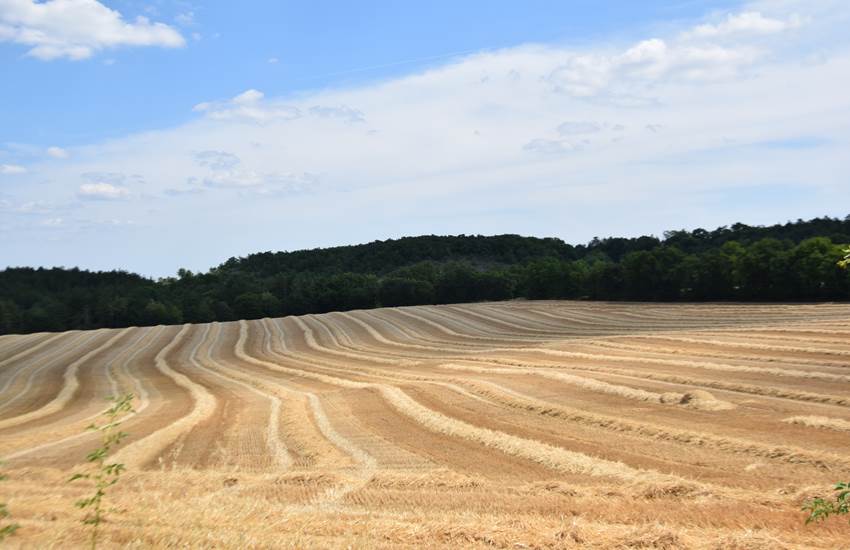 Champ de blé en Occitanie-photo-page