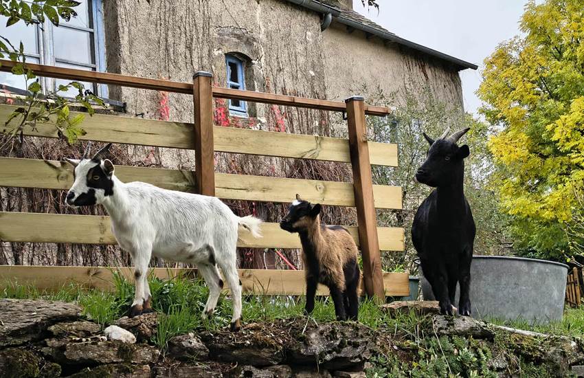 chevres-biquettes-maison-hotes-saisonnee-centres-aveyron-nature.jpg-photo-page