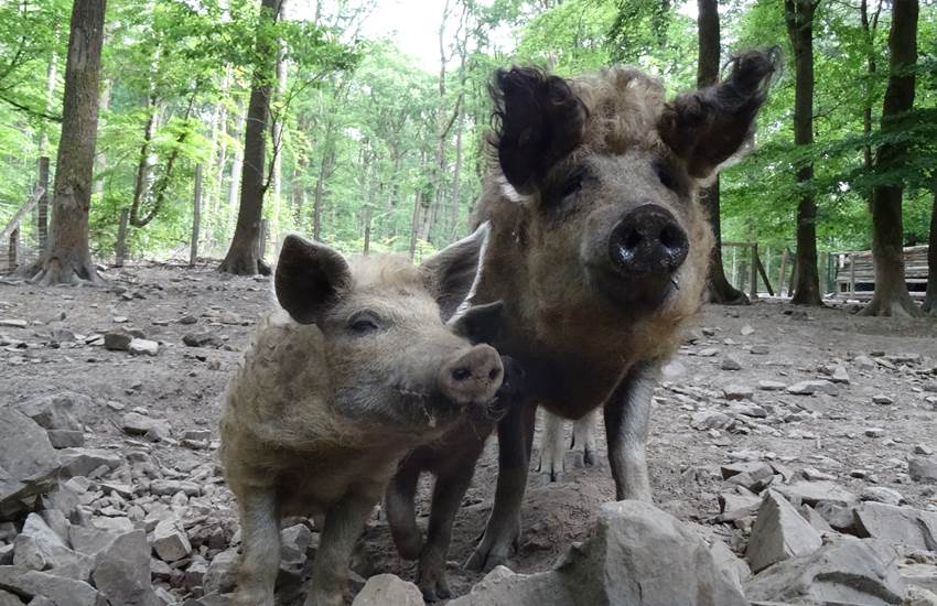 Parc à gibier-photo-page