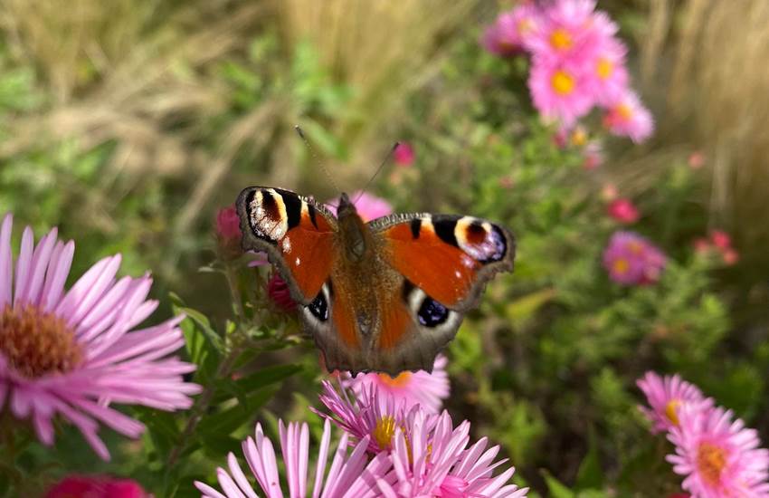 Sans titre-photo-page