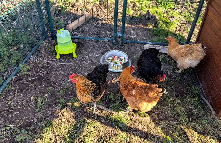 poules-maison-hotes-saisonnee-centres-aveyron-photo-page