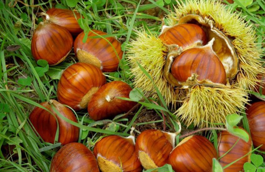 Châtaignes-photo-page