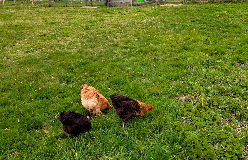 poules-pre-maison-hotes-saisonnee-aveyron-photo-page