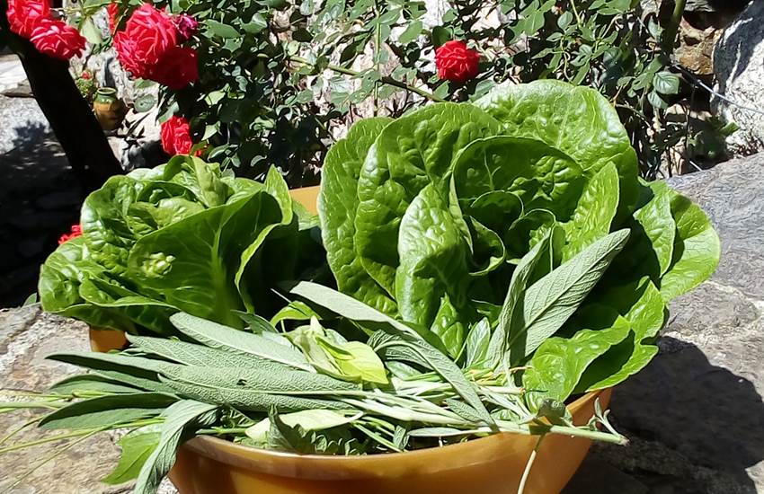 Salade du jardin-photo-page