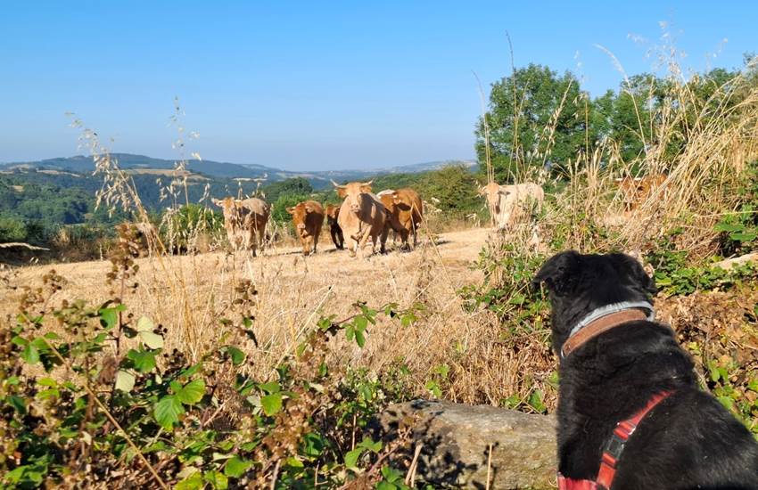 chien-vaches-campagne-aveyron-slow-life-saisonnee-centres.jpg-photo-page
