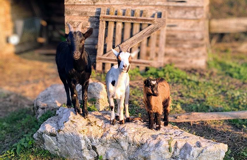 chevres-naines-saisonnee-sejour-ferme-nature-famille-centres-aveyron.jpg-photo-page