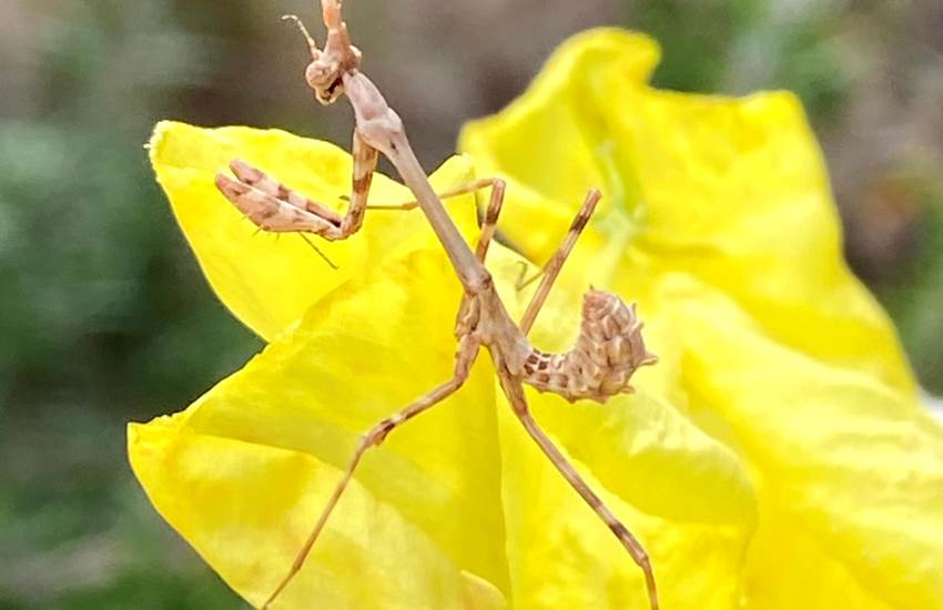 Menthe religieuse-photo-page