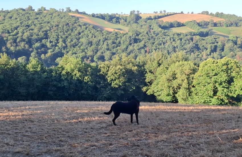 chien-randonnee-paysages-segala-aveyron-centres-saisonnee.jpg-photo-page