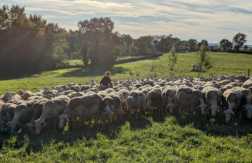 brebis-saisonnee-ferme-traites-matin-producteurs-locaux-centres-aveyron.jpg-photo-page