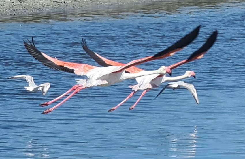Envol de flamants roses-photo-page