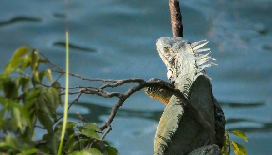 Iguane qui bronze sur son tronc